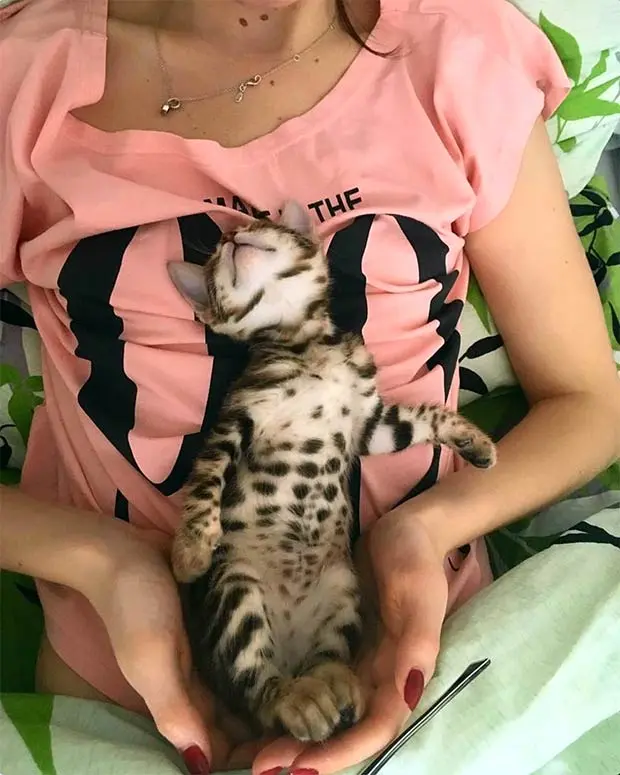 Alex the Bengal kitten with his mommy