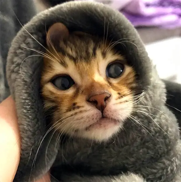 Bengal kitten purrito