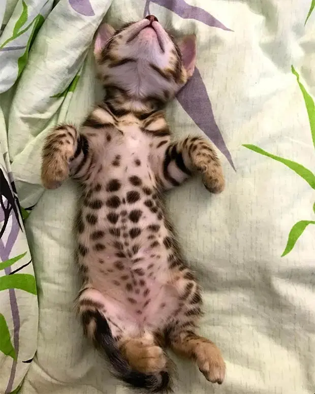 Bengal kitten sleeping on his back
