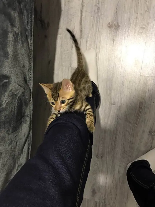 Bengal kitten climbing his owner's leg