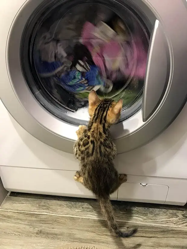 Bengal kitten fascinated by the washing machine
