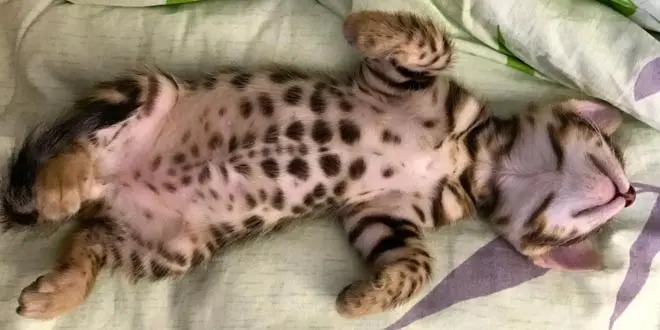 Incredibly Cute Photo Of A Bengal Cat And Videos