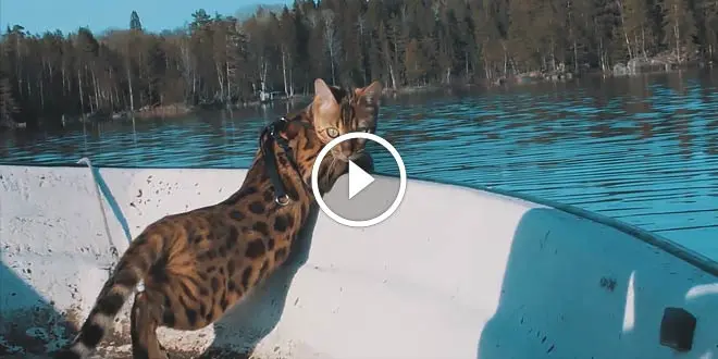 Dream-like Video Bengal cat Lake Adventure