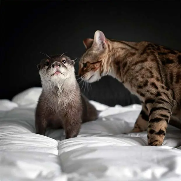 Otter and Bengal unusual friendship