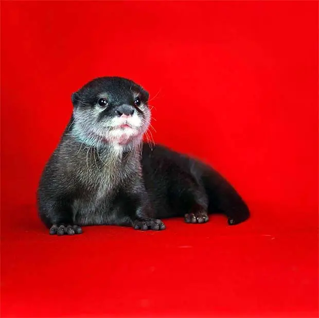 Cute Otter named Pip
