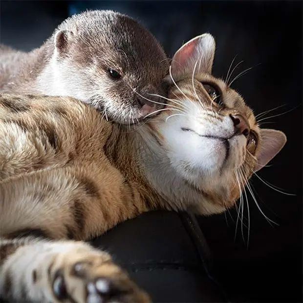 Love bite between otter and cat