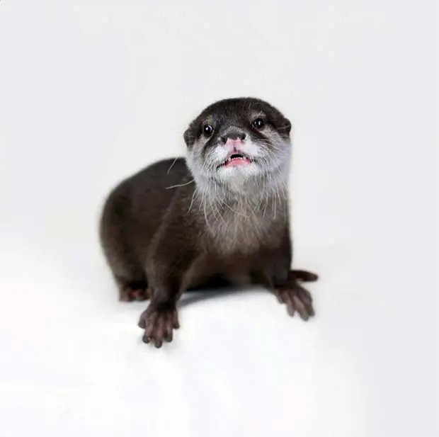 Pip the Otter