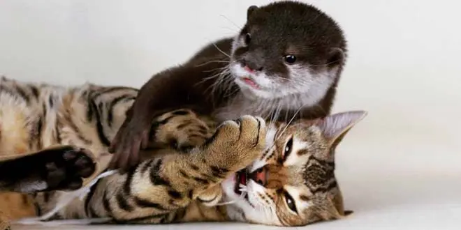 Sam Bengal Cat And Pip The Otter