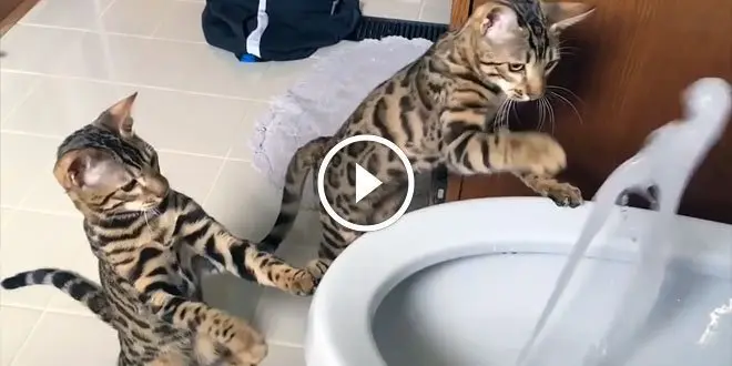 Two Bengal cats fascinated by bidet