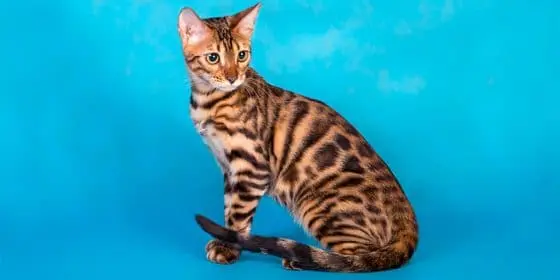 Bengal Cat Colors And Patterns Visual Guide 6327