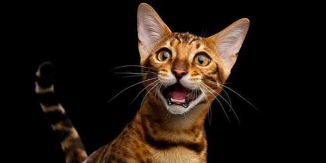 8 Common Cat Sounds Decoded: Why Cats Purr, Meow and Yowl