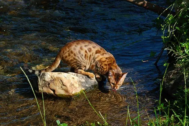 Bengal cat in water