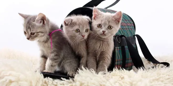 Best Cat Travel Carrier For Your Next Trip