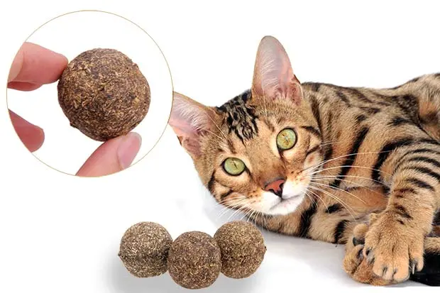 What Is Catnip And How Does It Affect Your Cat?