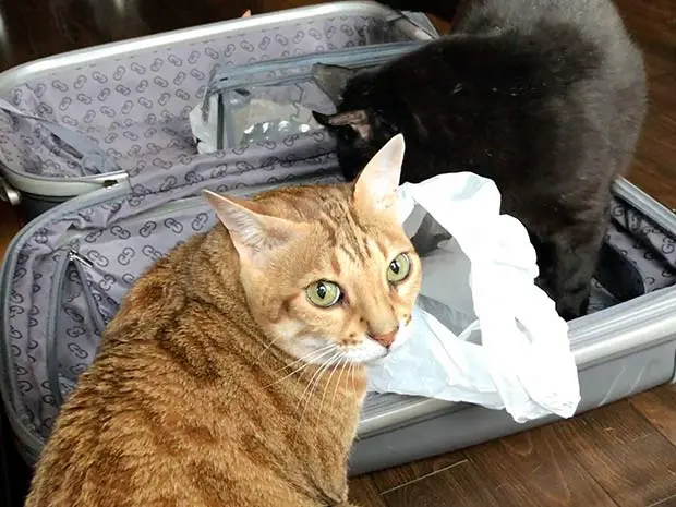 Cats suitcase