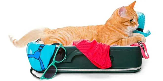 12 Essential Tips For Traveling With A Cats