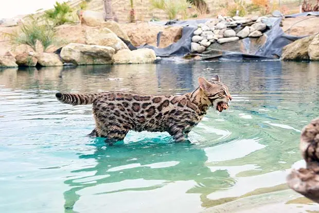 Bengal cat in water pond