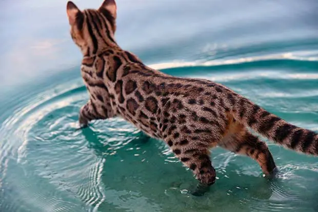 Bengal kitten walking in water