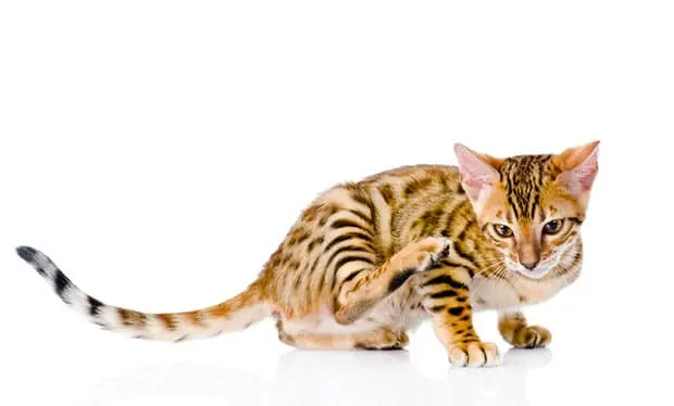 Bengal cat scratching