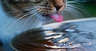 Les Meilleures Fontaines à Eau Pour Chat En 2019 Bengalcatsco