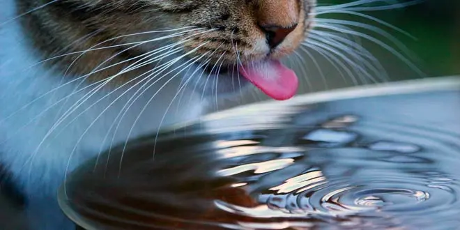 best cat drinking fountains