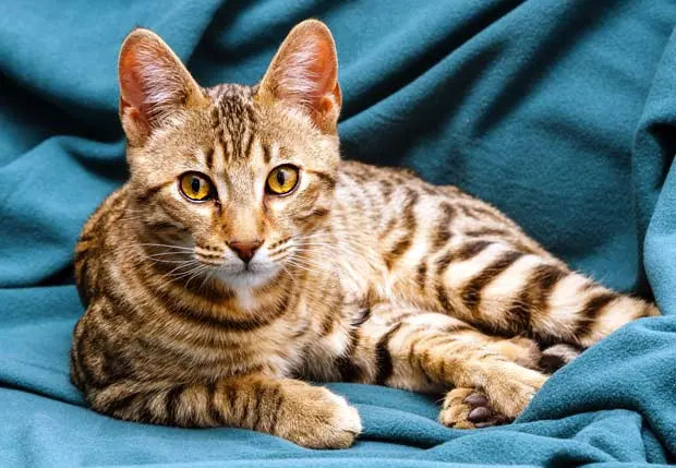 20 Best Photos Can Bengal Cats Shed - The Cat Breeds That Shed The Least Bond Vet