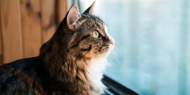 The Best Cat Window Perch for Your Curious Kitty
