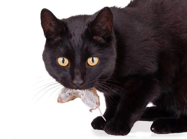 Black cat brings dead mouse