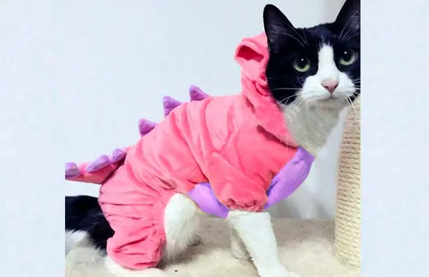 Cat Dinosaur Costume