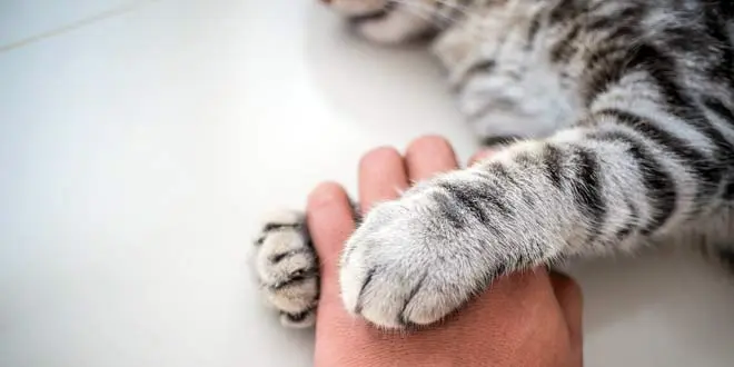 Does My Cat Love Me? 7 Signs You’re Your Cat’s Favorite