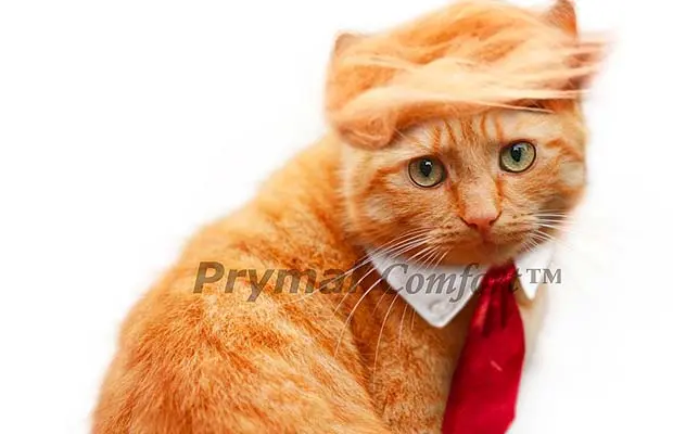Donald Trump Wig For Cats