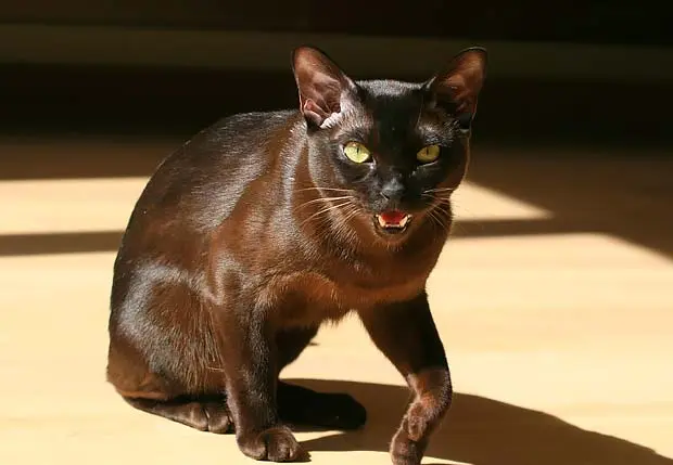 Havana Brown cat