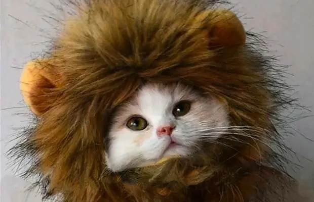 Lion mane for cat