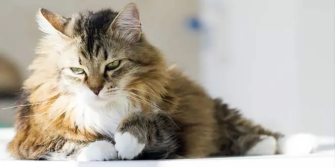 List of the Top 8 Long Haired Cat Breeds