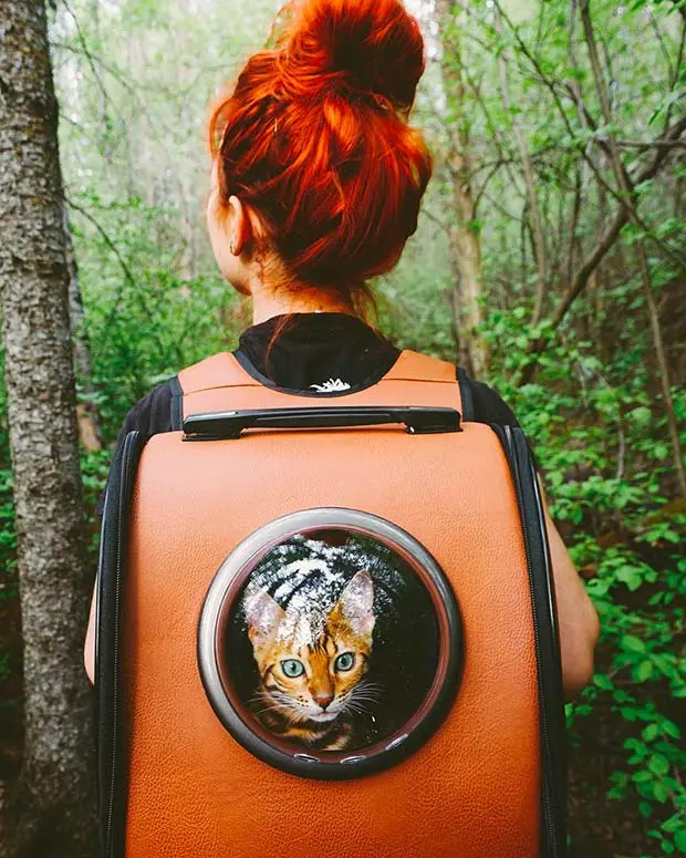 Bengal cat traveling in a backpack