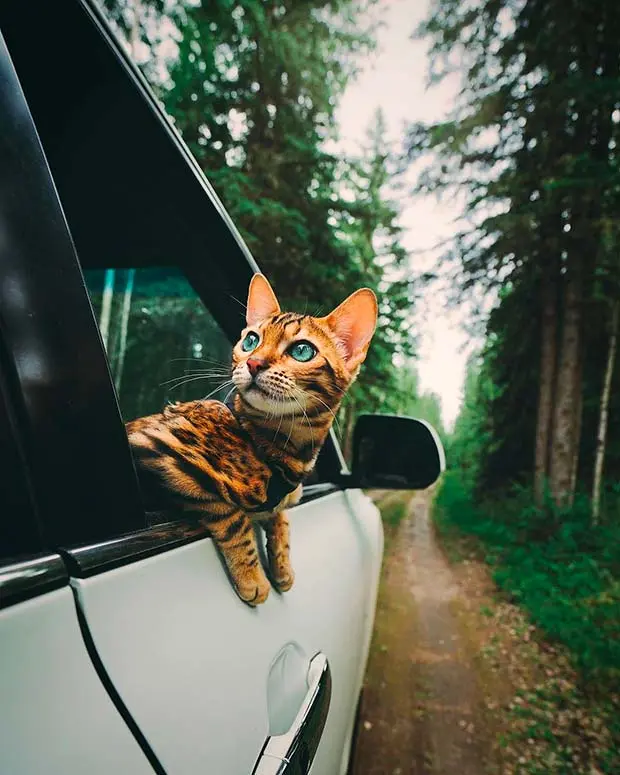 Suki the Bengal on the road