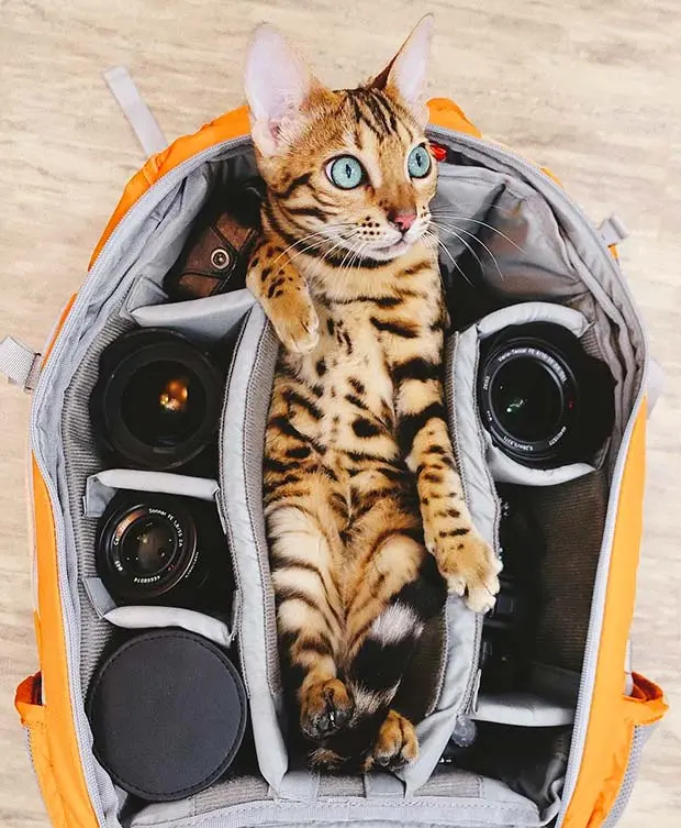 Cat in photo bag