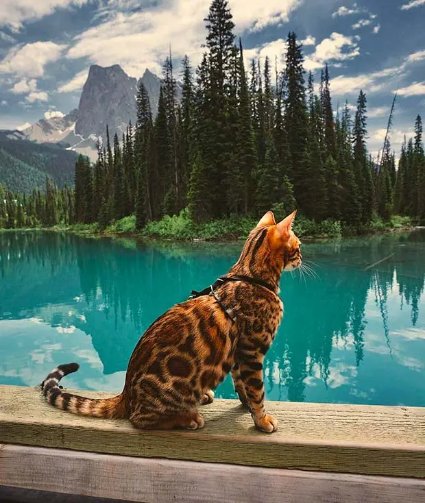 hiking kitty