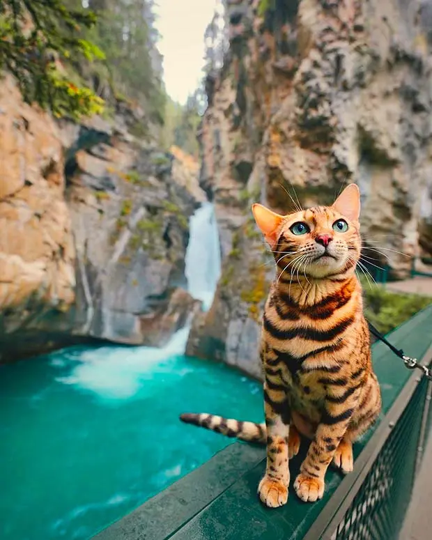 Hiking with a Bengal cat