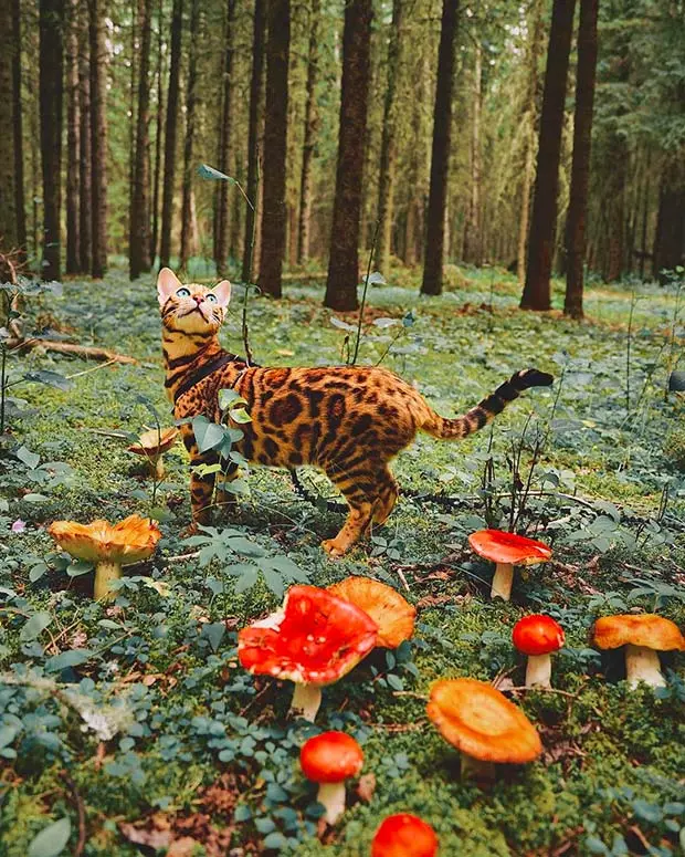 Bengal kitty surrounded by Mushrooms