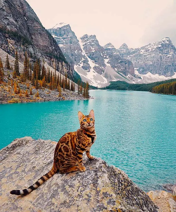 Suki Cat, The Canadian Hiking Cat Who Loves Adventures