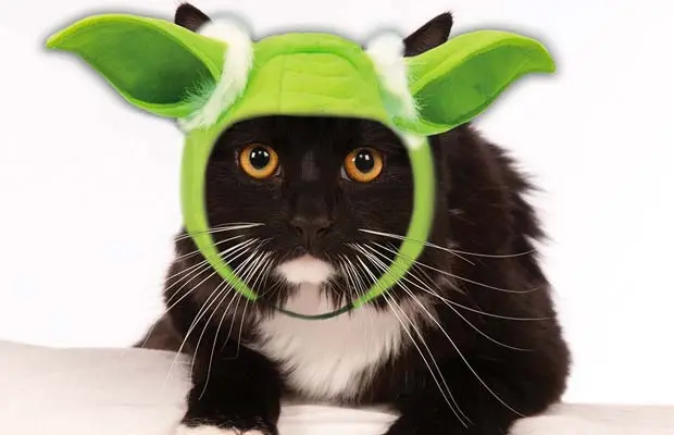 Yoda Cat Costume