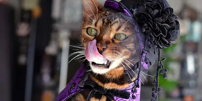 Best Bengal cat Halloween photos 2017