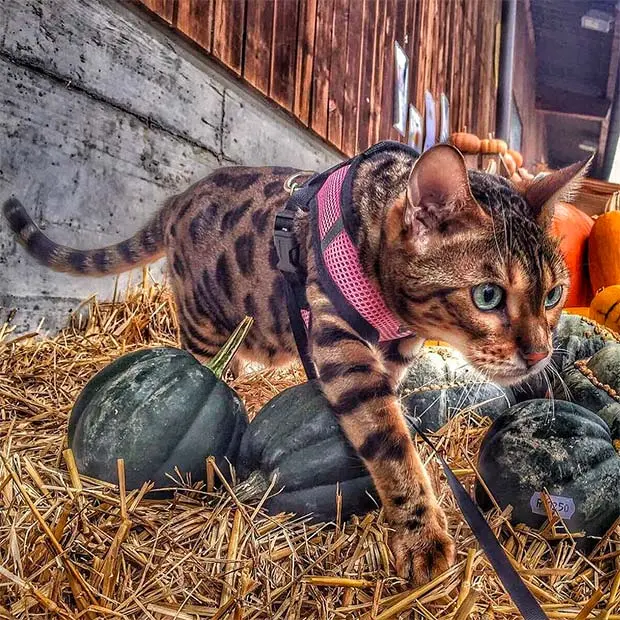 Bengal cat with pumpkins