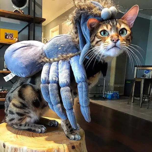 Bengal cat in a Tarantula spider outfit