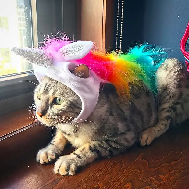 Bengal cat in a unicorn outfit for Halloween