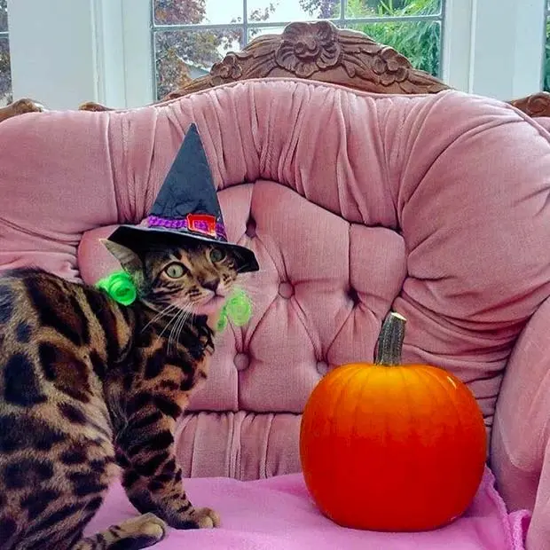 Bengal cat with a witch hat