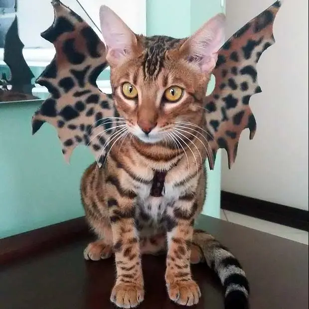 Bengal kitten with Bat Wings