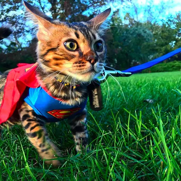 Bengal cashmere kitten in a Superman outfit