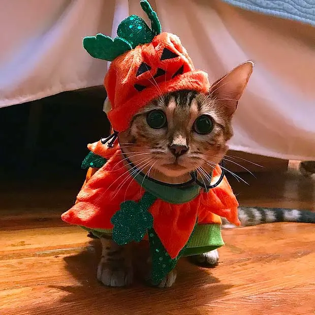 Bengal kitten in a Pumkin costume